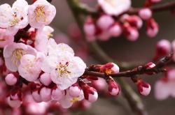 开云体育官网-唯一无解之战，保罗让凯尔特人与灰熊的对手陷入绝境，诠释篮球艺术的巅峰