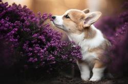 开云体育-德甲白热化争冠的背后，尼斯和国际米兰演绎了不同的唯一性