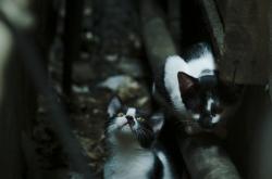 开云体育-双线交织的终章，罗德里戈以一己之力为英超赛季写下最终句号