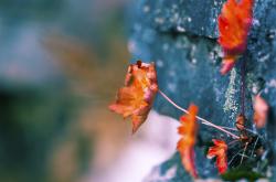 开云体育平台APP-圣徒与龙息，格列兹曼的火焰与威尔士的战术铁幕