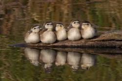 开云体育中国-速度与高度的交响，当F1引擎在巴林轰鸣时，黄蜂正在丹佛高原掀起逆转风暴
