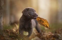 开云体育官网-三分雨落，狼王咆哮，扎克·拉文末节20分导演史诗级逆转