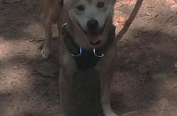 开云体育中国-孤星与森林，当欧文的谜题解开，凯尔特人的团队棋局如何困住掘金？