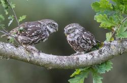 开云体育官网-烈焰席卷埃及，红军铁蹄下的金字塔，特奥利刃难阻晋级狂潮