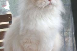 开云体育登录-终场哨与加时赛，当马赛的锋刃刺穿智利，拉亚在抢七的倒计时中接管世界