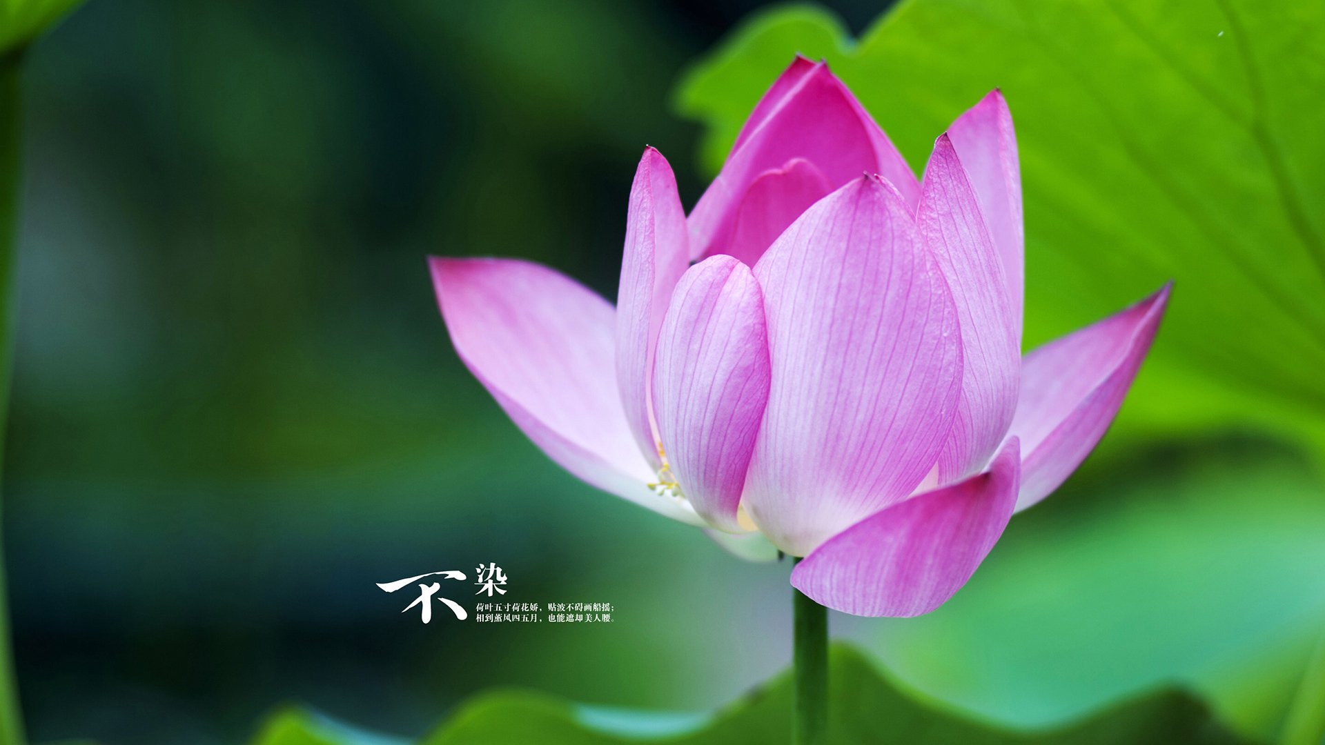 黄与白的交锋，赤色暴风，亚洲羽坛的撕裂与愈合