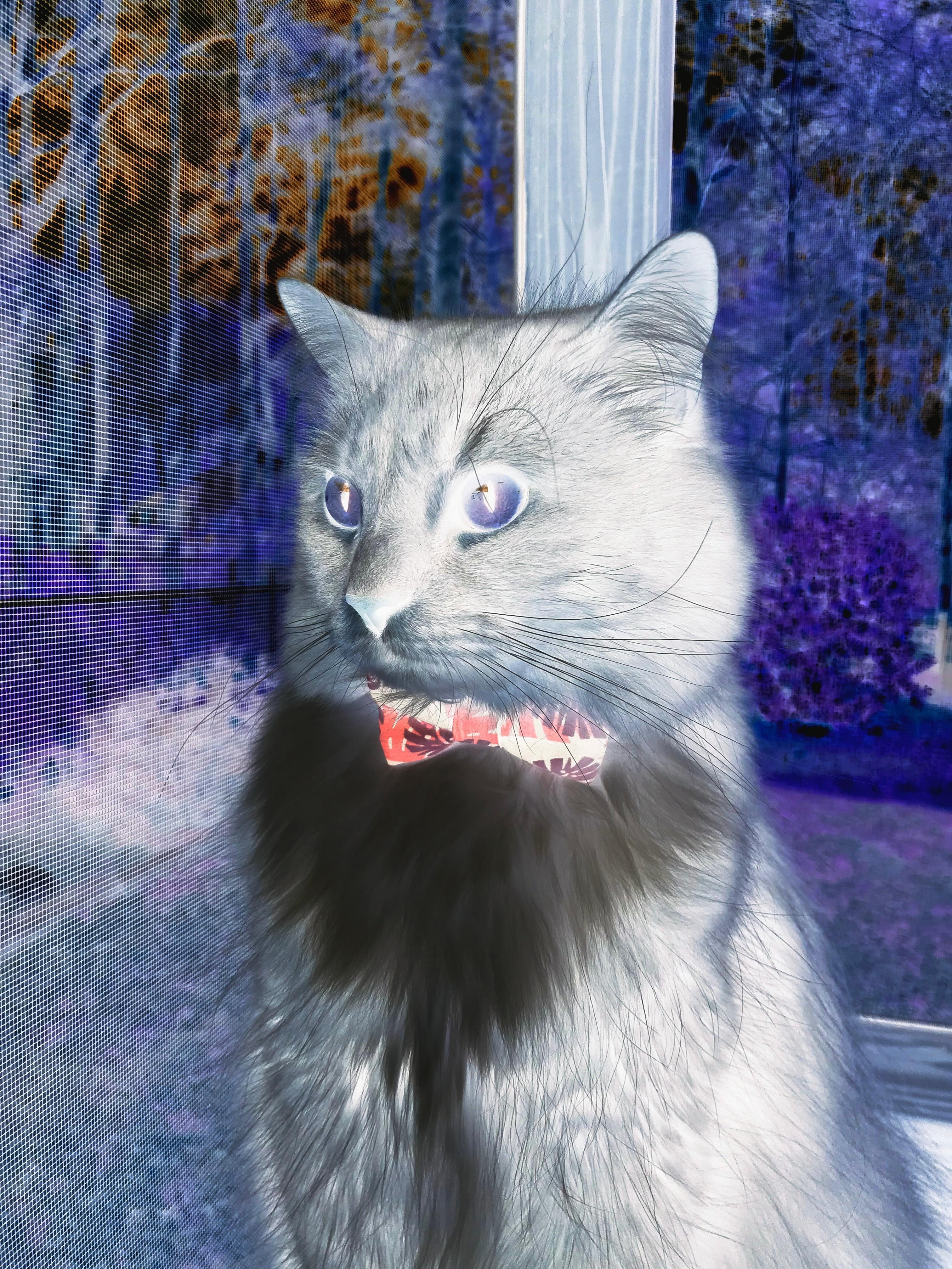 澳网VS美网,不止于场地球速的碾压之战—兹维列夫如何在这里找到高光舞台?