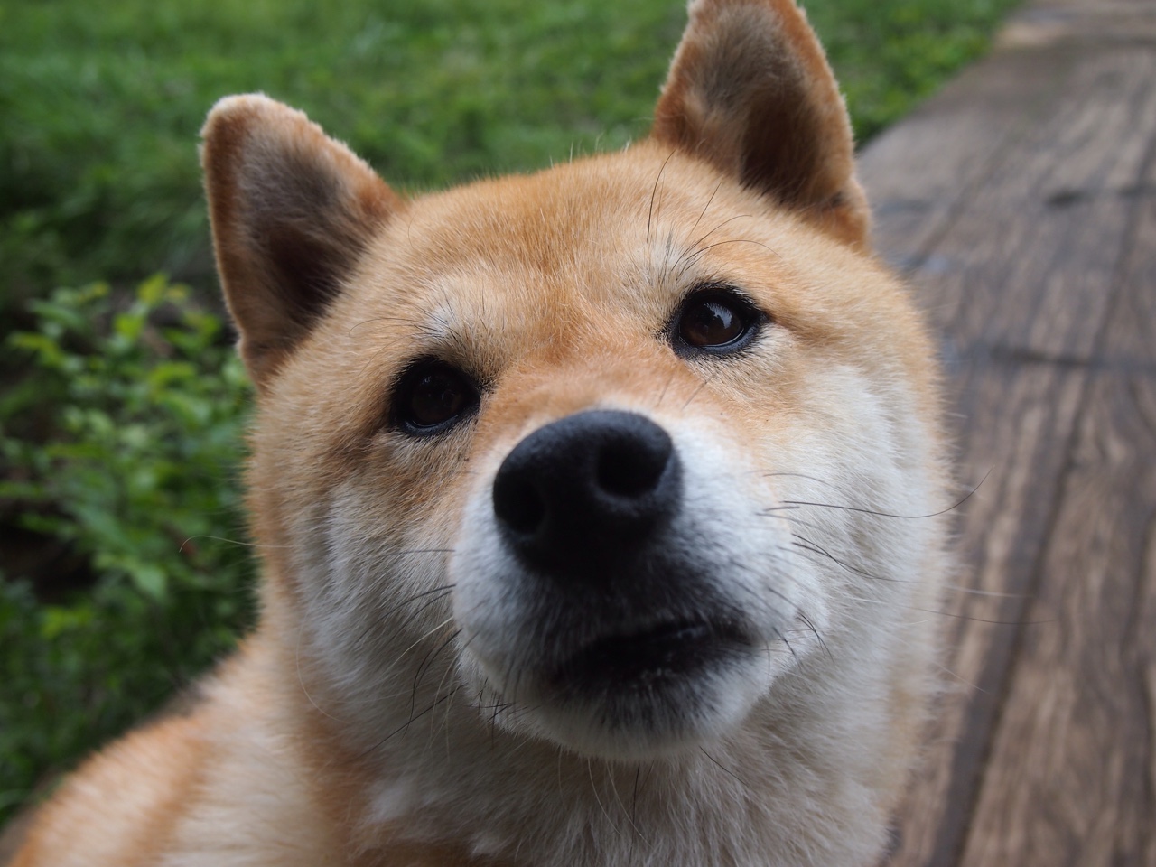 跨越太平洋的证明，欧文于沪上焦点战重塑江湖，黄蜂鏖战上海淬炼团队之魂