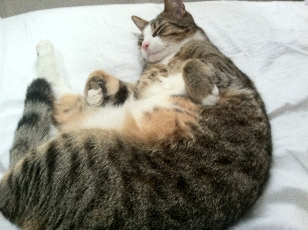 大地与棱镜的对决，卡拉斯科的破局艺术