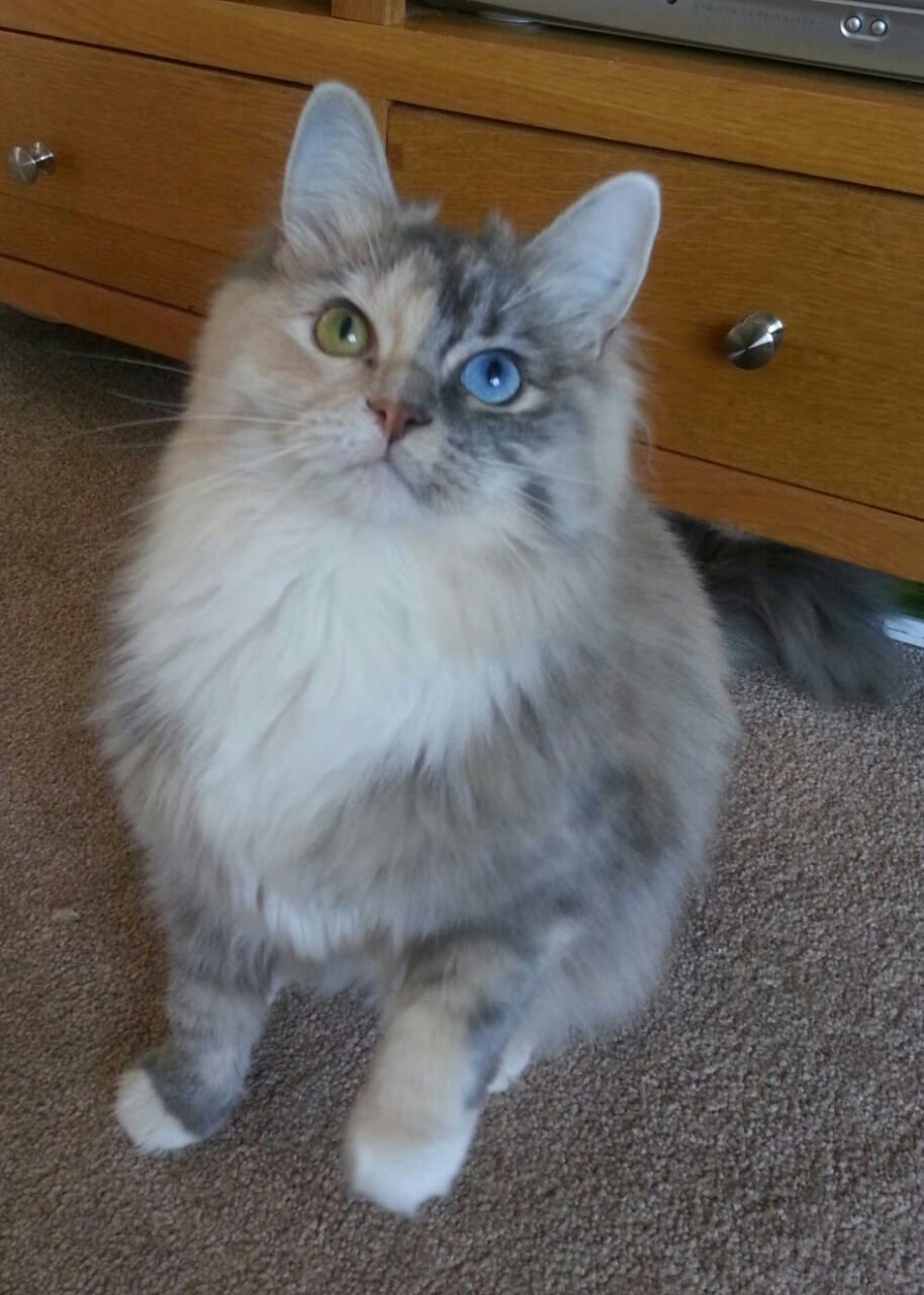 43分逆转背后,字母哥用一次战术撕裂篮网