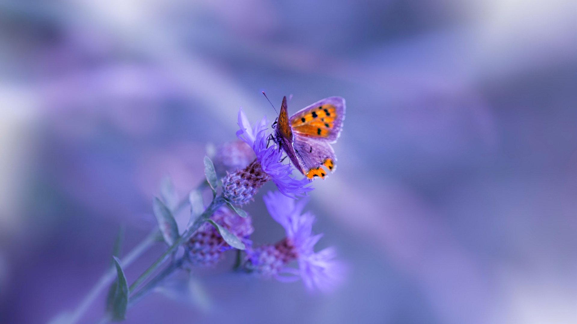 绝对与相对，当基耶萨的锋芒撞上国际米兰的坚壁，足球宇宙的守恒法则