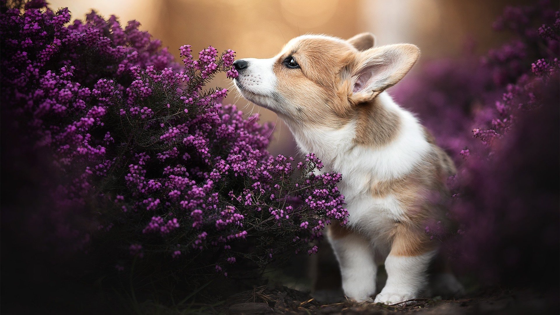 德甲白热化争冠的背后，尼斯和国际米兰演绎了不同的唯一性