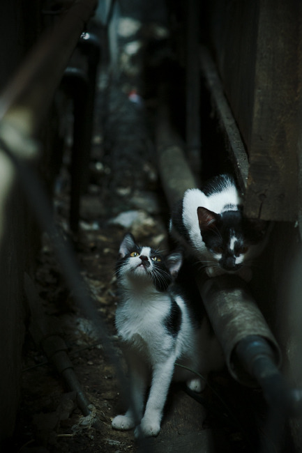 双线交织的终章，罗德里戈以一己之力为英超赛季写下最终句号