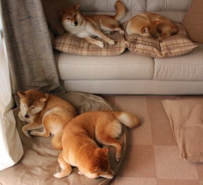 黄潜奇迹,当手术刀切开老妇人,格列兹曼是那执刀的手