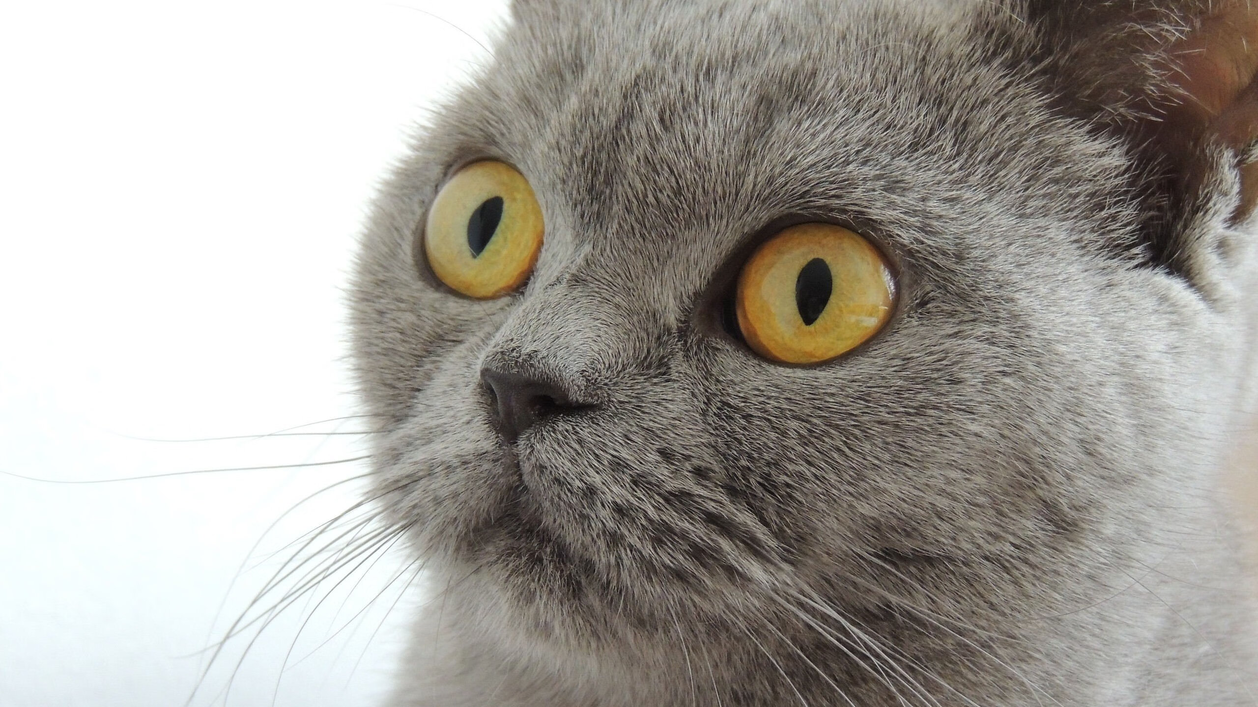 非洲雄鹰吞噬蓝黑军团，一场改写足球版图的90分钟