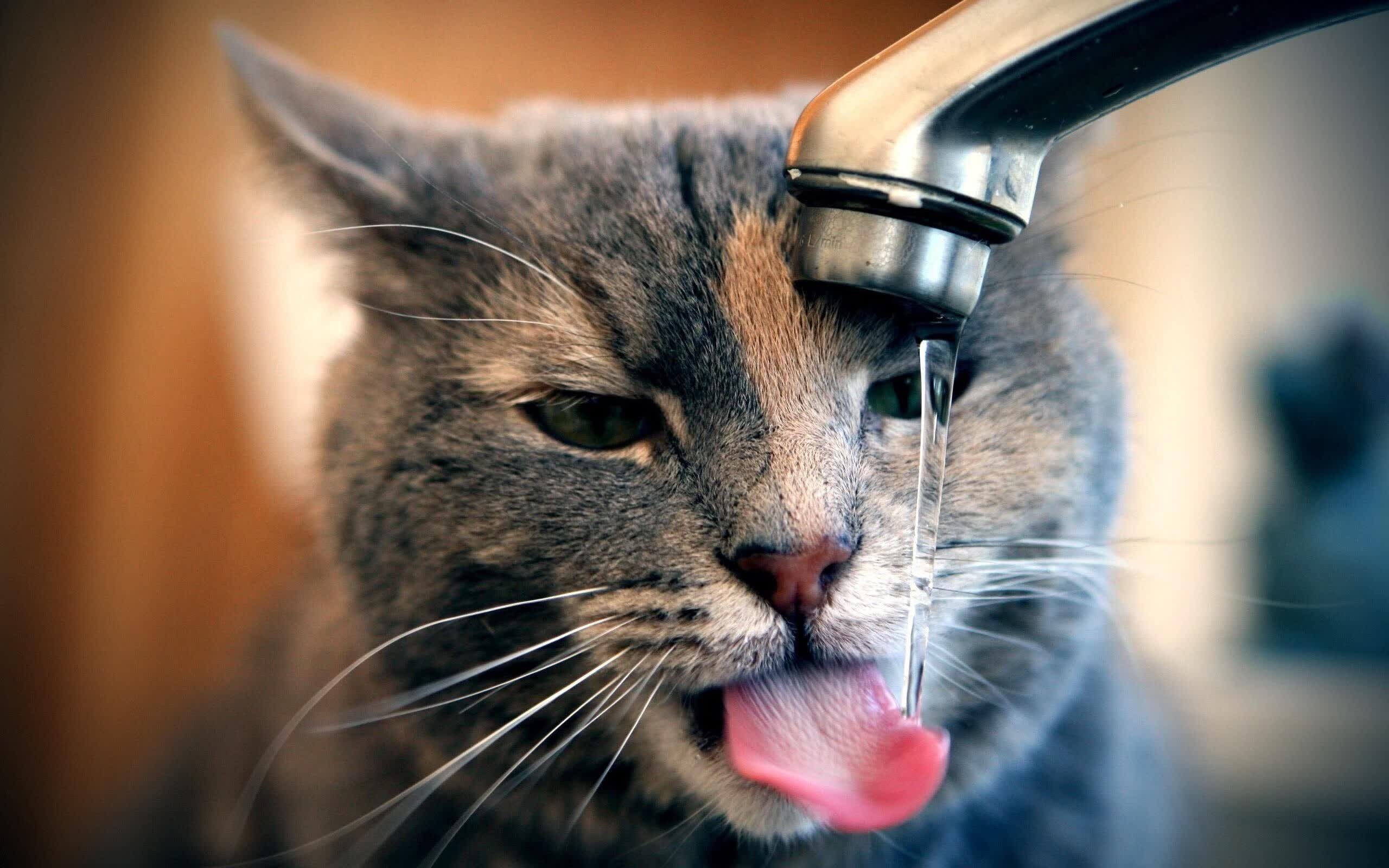 南美猎鹰折翼之夜，梅西独舞见证澳大利亚风暴席卷2026世界杯八分之一决赛